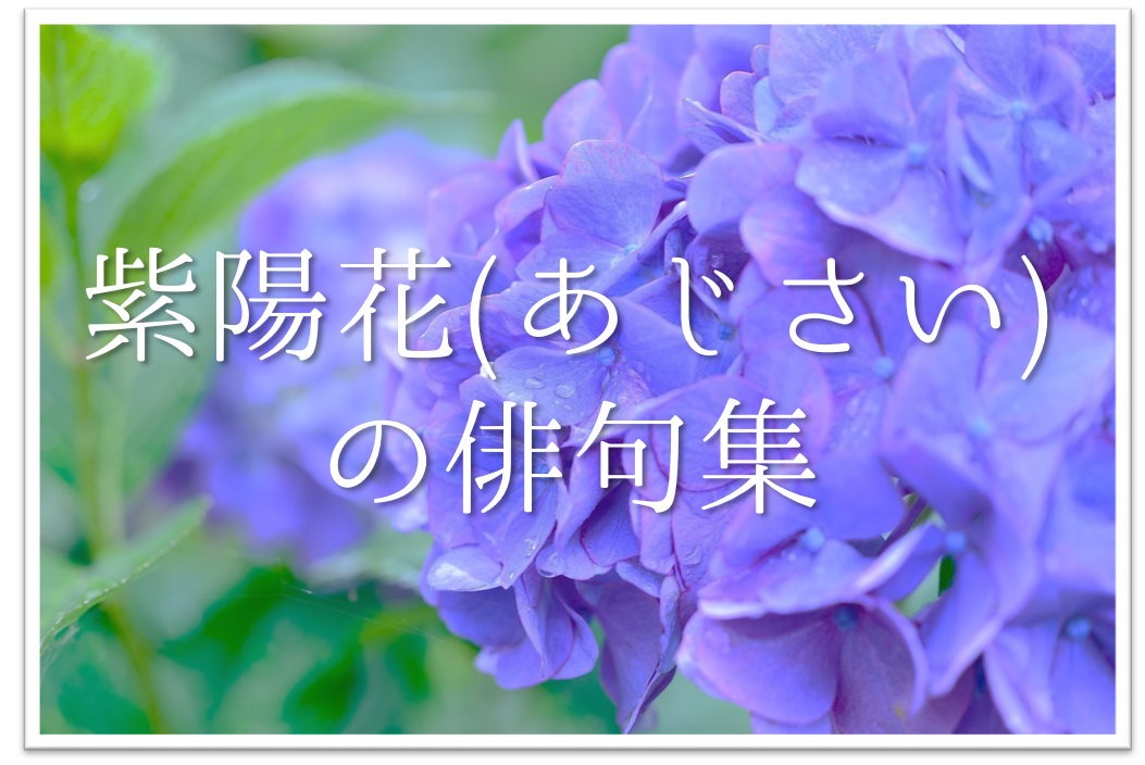 紫陽花の俳句 30選 中学 高校生 季語を含んだ有名句 おすすめ