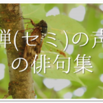 【中学生向け俳句集 30選】夏休みの宿題に最適!!夏の季語を含んだオススメ俳句作品集を紹介!