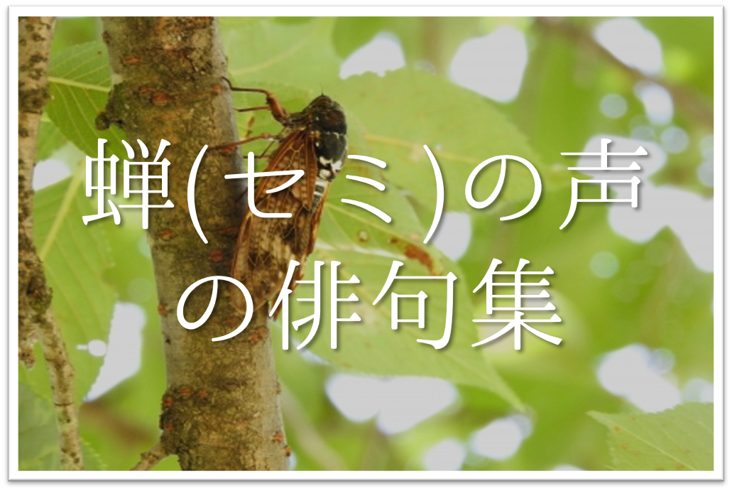 【蝉の声の俳句 30選】中学生向け!!季語を含んだおすすめ俳句作品を紹介！
