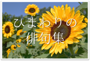 【ひまわりの俳句 40選】中学生向け!!季語「向日葵」を使った俳句作品集を紹介！
