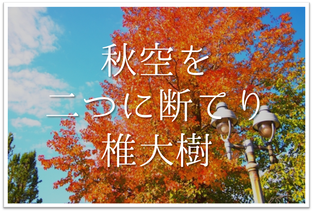 秋空を二つに断てり椎大樹 俳句の季語や意味 表現