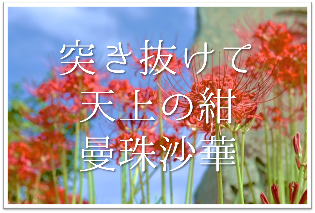 突き抜けて天上の紺曼珠沙華 俳句の季語や意味 表現技法 鑑賞文 作者など徹底解説 俳句の教科書 俳句の作り方 有名俳句の解説サイト