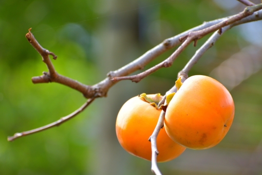 が 鳴る 鐘 柿 なり 法隆寺 食 えば 『柿食えば鐘が鳴るなり法隆寺』の「食えば」はどういう意味ですか