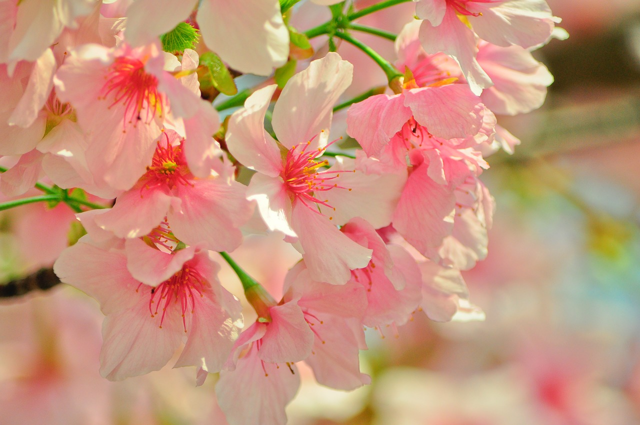散る桜残る桜も散る桜 特攻隊と関係する 俳句の季語や意味 作者 良寛 など徹底解説