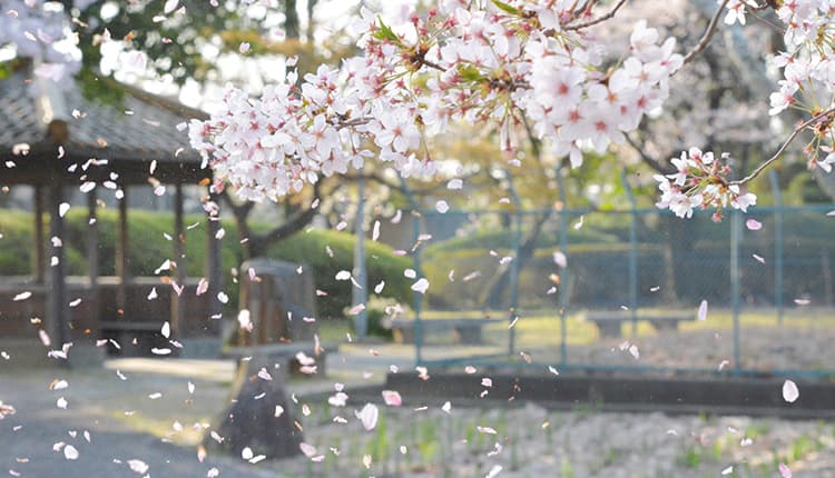 散る桜残る桜も散る桜 特攻隊と関係する 俳句の季語や意味 作者 良寛 など徹底解説