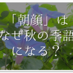 【朝顔の有名俳句 40選】すごく上手い!!季語を含んだおすすめ俳句作品集を紹介!