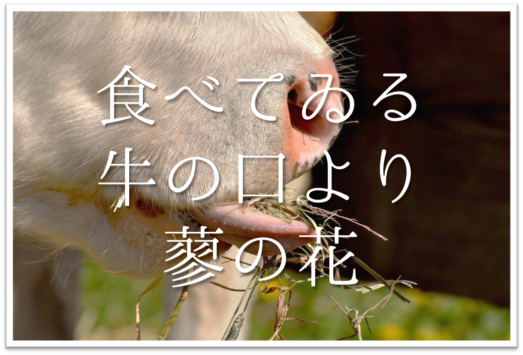 食べてゐる牛の口より蓼の花 俳句の季語や意味 表現