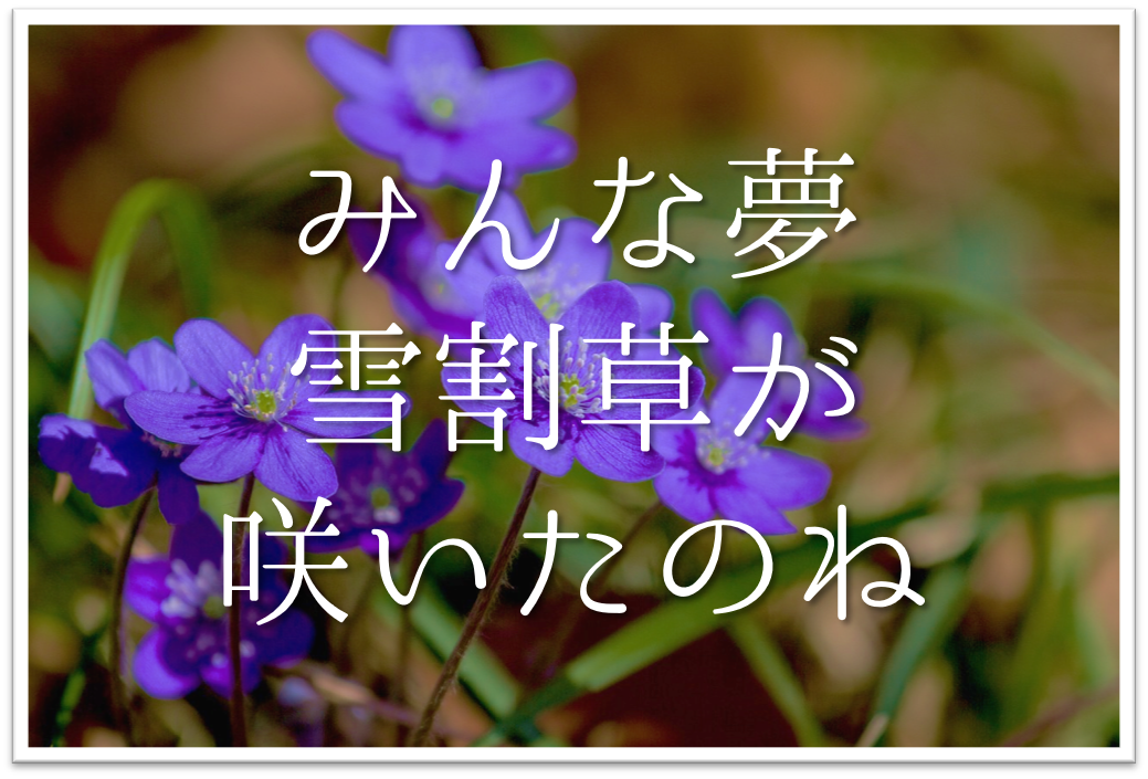 みんな夢雪割草が咲いたのね 俳句の季語や意味 表現技法 鑑賞