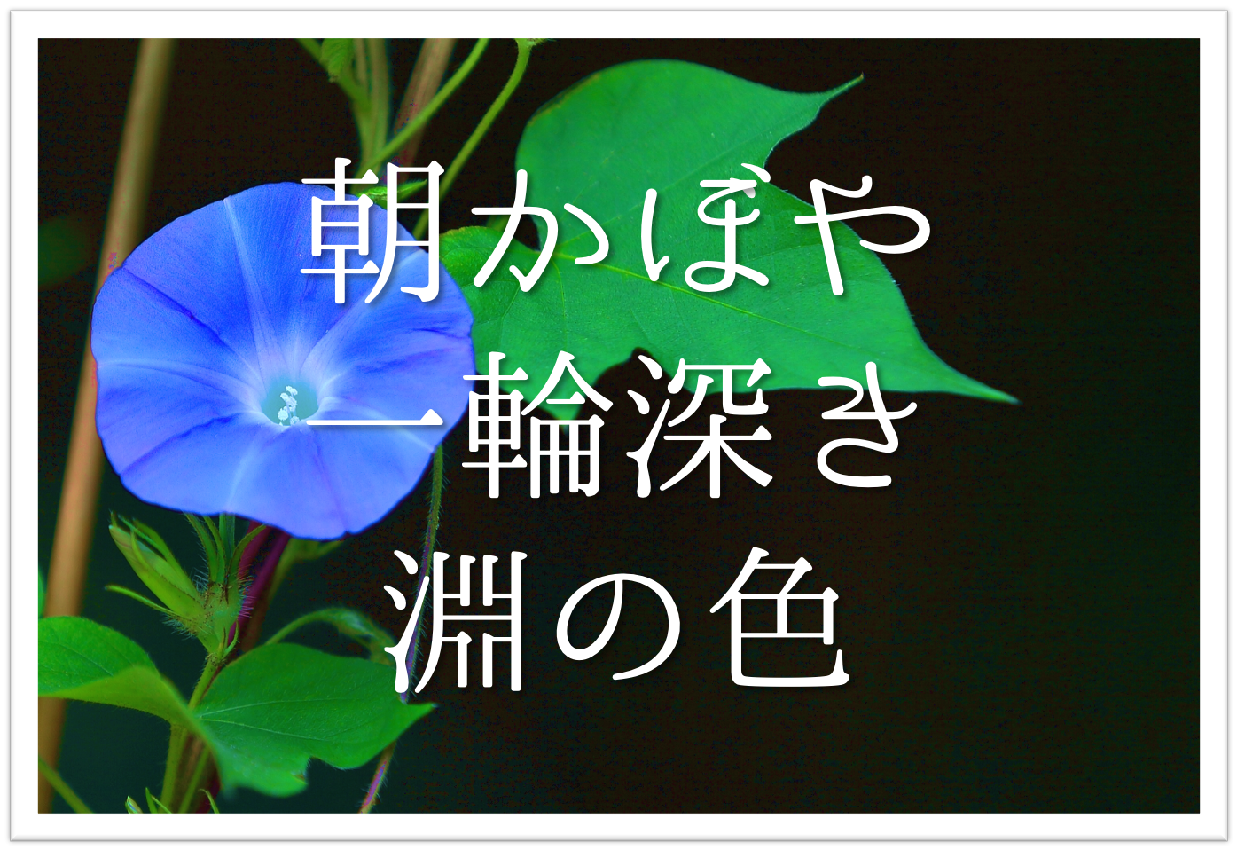 朝顔や一輪深き淵の色】俳句の季語や意味・表現技法・鑑賞・作者など徹底解説!! 俳句の教科書｜俳句の作り方・有名俳句の解説サイト