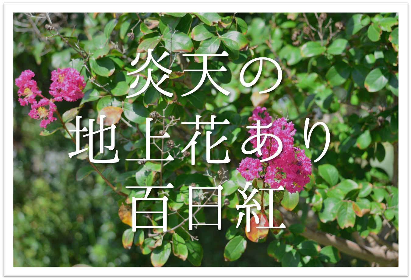 炎天の地上花あり百日紅 俳句の季語や意味 表現技法 鑑賞 作者など徹底解説 俳句の教科書 俳句の作り方 有名俳句の解説サイト