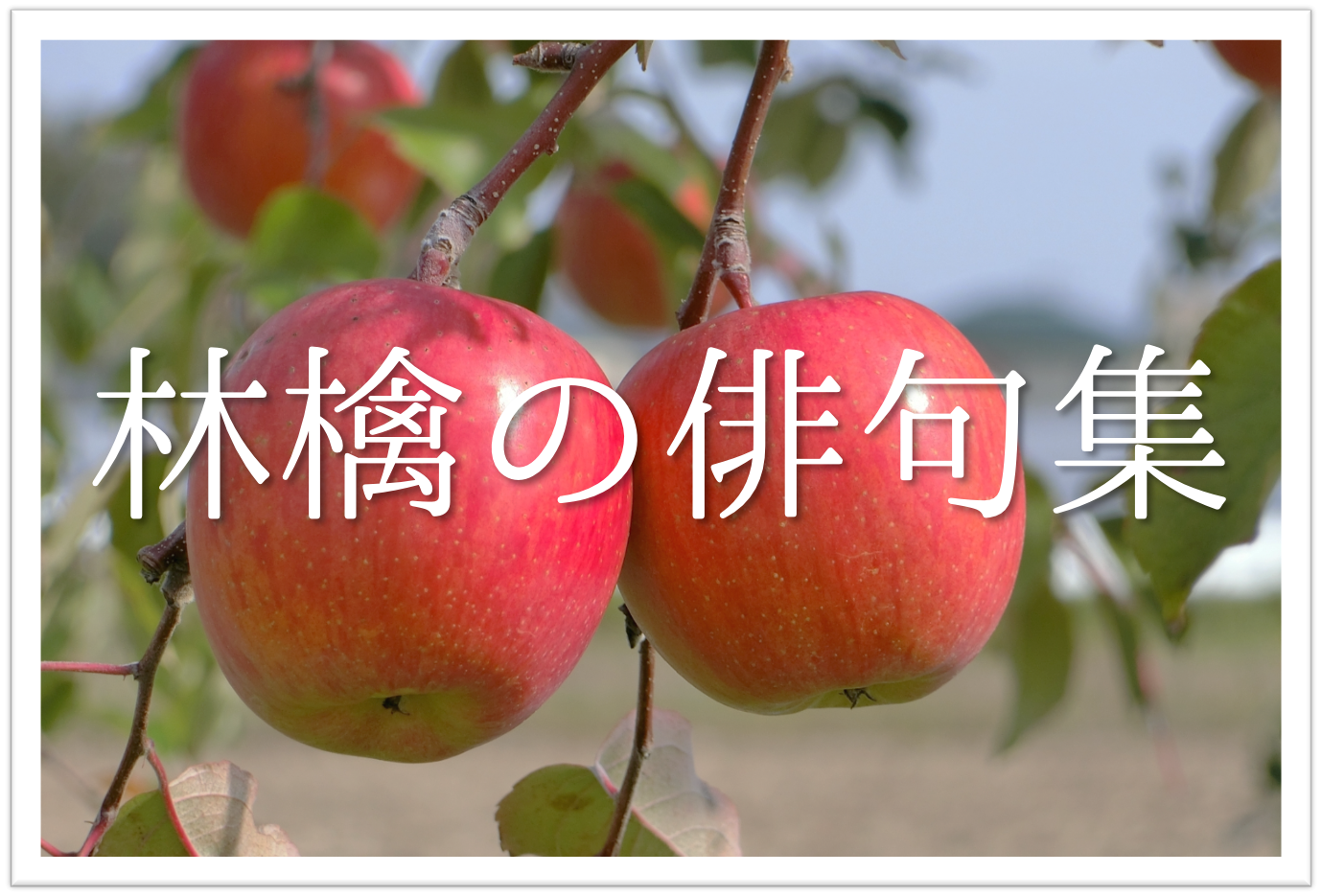 林檎 りんご の俳句 30選 知っておきたい 季語を含むおすすめ有名