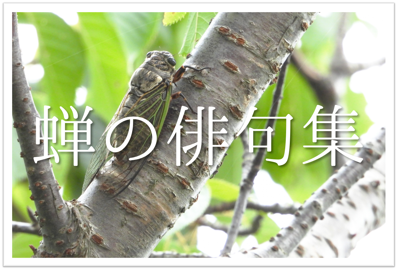 蝉 せみ の俳句 30選 小学生向け 日本の夏を感じさせてくれる有名 一般俳句集 俳句の教科書 俳句の作り方 有名俳句の解説サイト