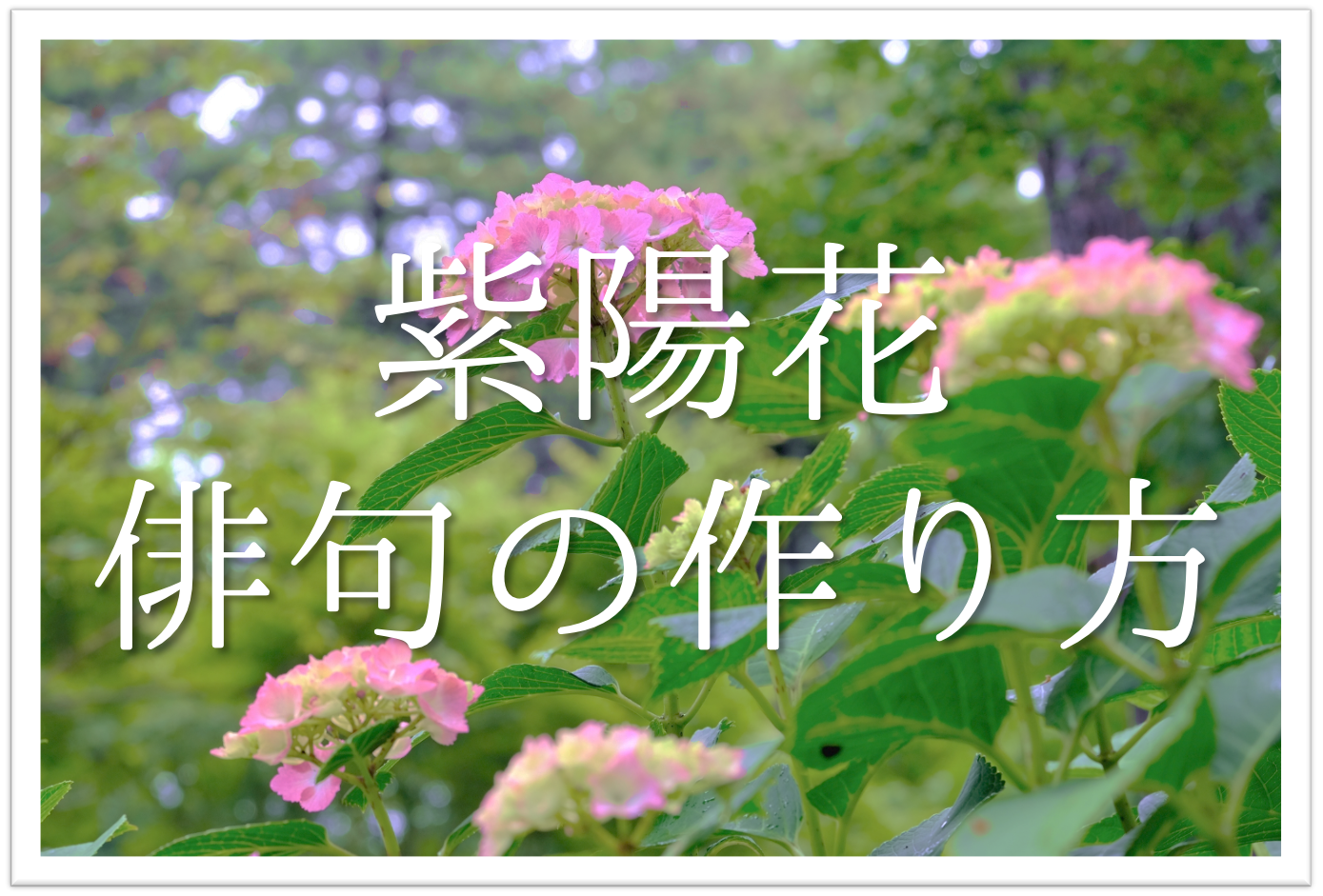 紫陽花の俳句の作り方 簡単 アジサイの季語を含む夏の俳句の作成方法を紹介 俳句の教科書 俳句の作り方 有名俳句の解説サイト