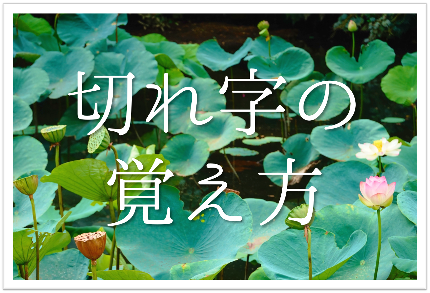 俳句の切れ字の覚え方 簡単にわかりやすく解説 意味や効果 種類など 俳句の教科書 俳句の作り方 有名俳句の解説サイト