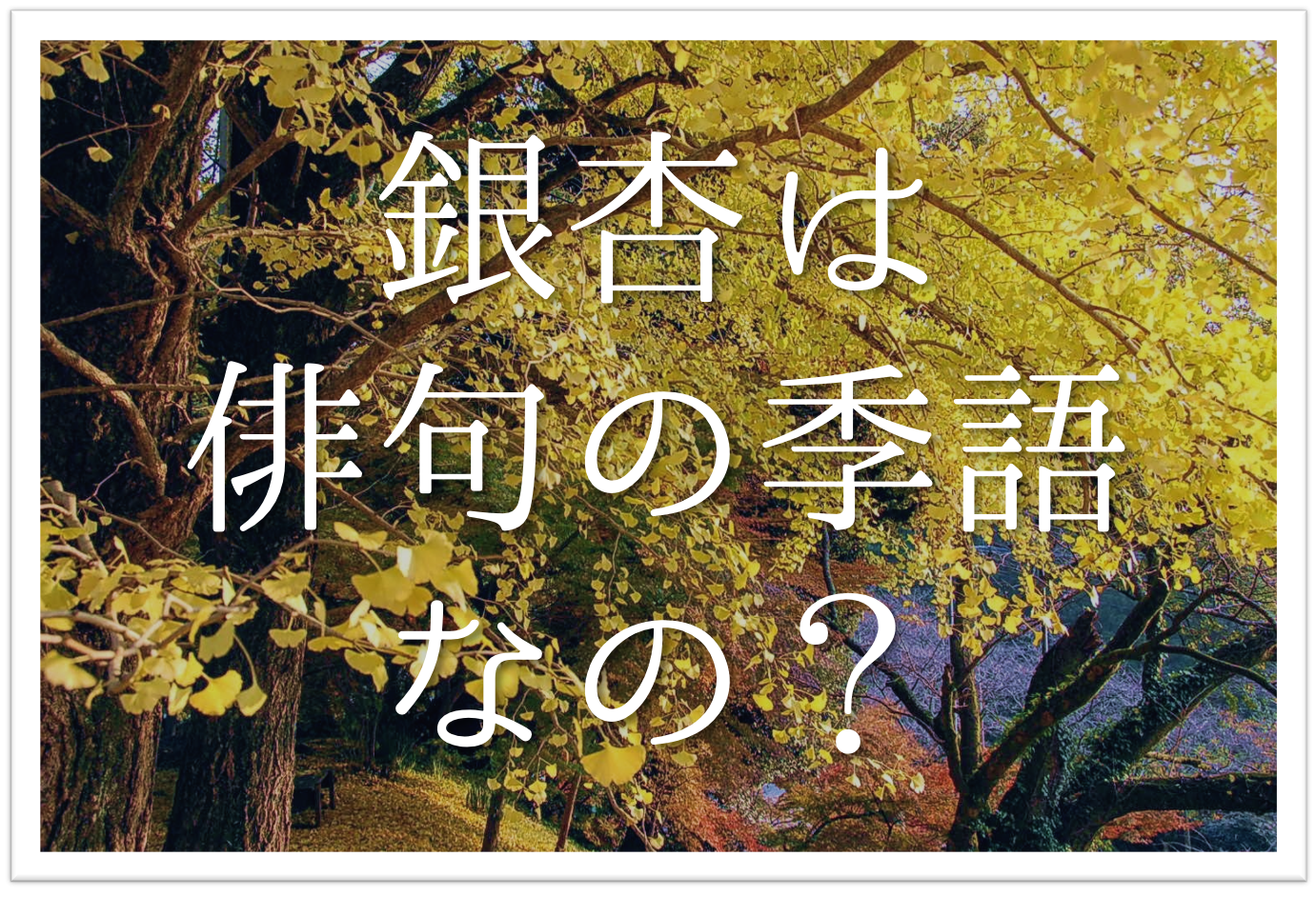 銀杏は俳句の季語なのか 簡単にわかりやすく解説 いちょう ぎんなん 大銀杏など 俳句の教科書 俳句の作り方 有名俳句の解説サイト