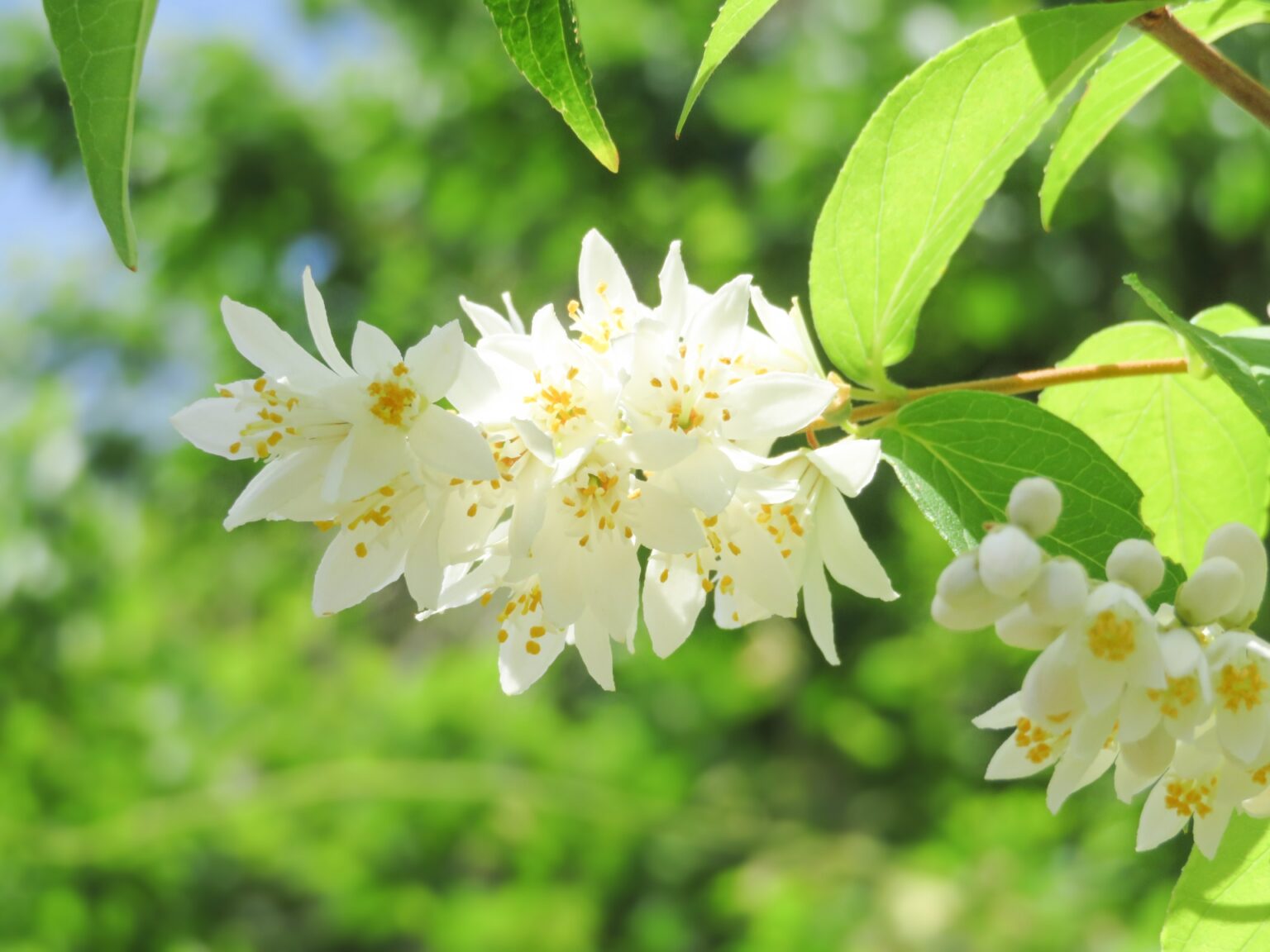 【卯の花をかざしに関の晴着かな】俳句の季語や意味・表現技法・鑑賞・作者など徹底解説!! | 俳句の教科書|俳句の作り方・有名俳句の解説サイト