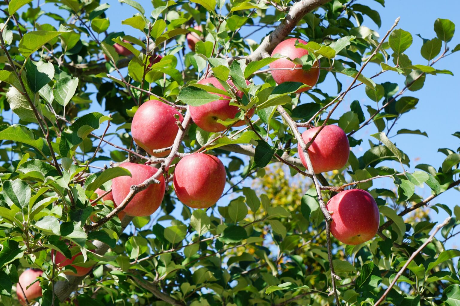 【林檎(りんご)の俳句 40選】秋に旬を迎える果物!!リンゴが食べたくなる有名句/一般作品を紹介 俳句の教科書｜俳句の作り方・有名俳句の解説サイト