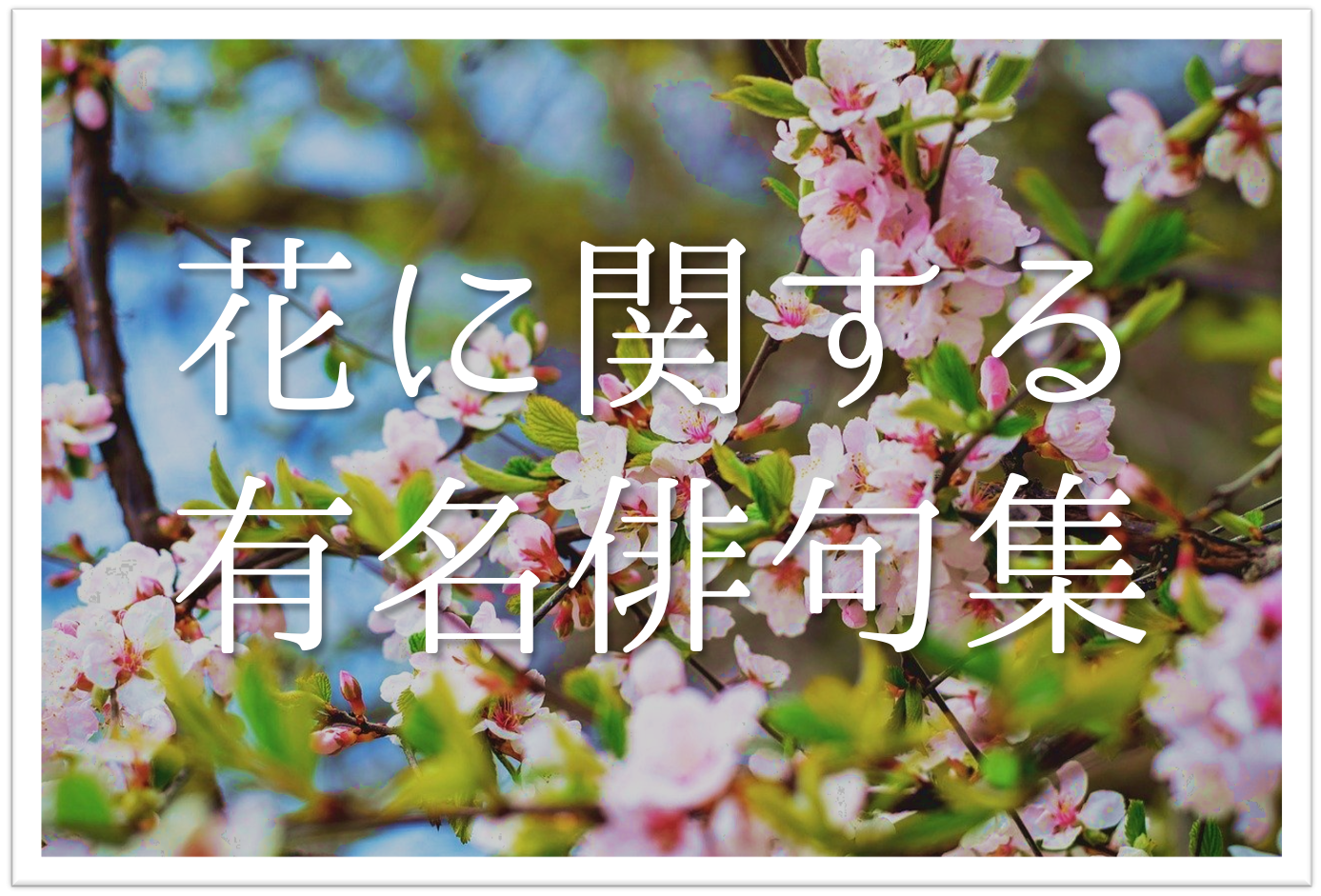 【花の有名俳句 40選】春・夏・秋・冬!!桜や紫陽花などの季語を含む名句を紹介