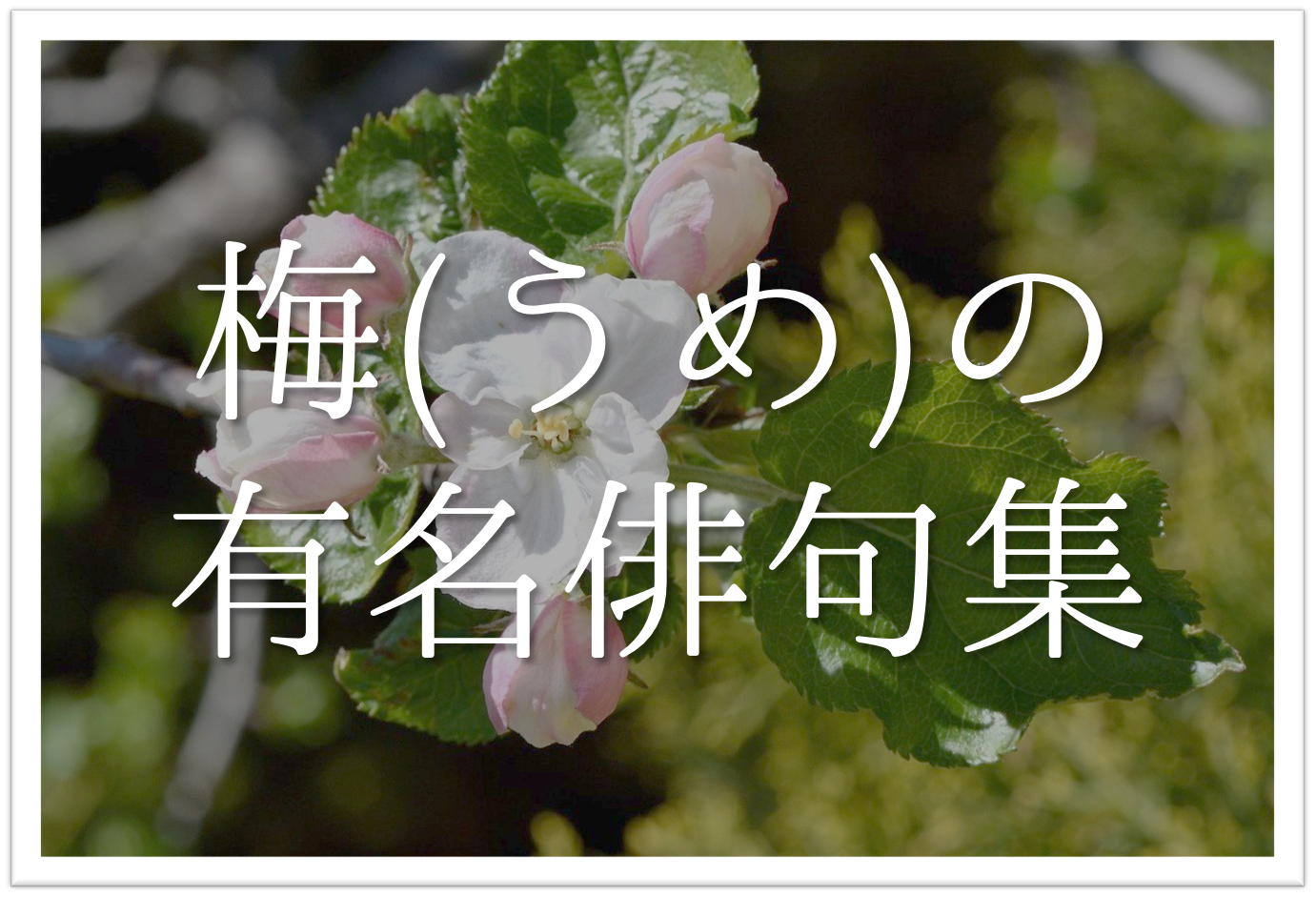 梅に関する有名俳句 選 日本の春の風物詩 季語を含んだ俳人名句を紹介 俳句の教科書 俳句の作り方 有名俳句の解説サイト