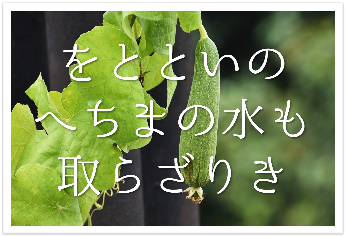 をとといのへちまの水も取らざりき 俳句の季語や意味 表現技法 鑑賞 作者など徹底解説 俳句の教科書 俳句の作り方 有名俳句の解説サイト