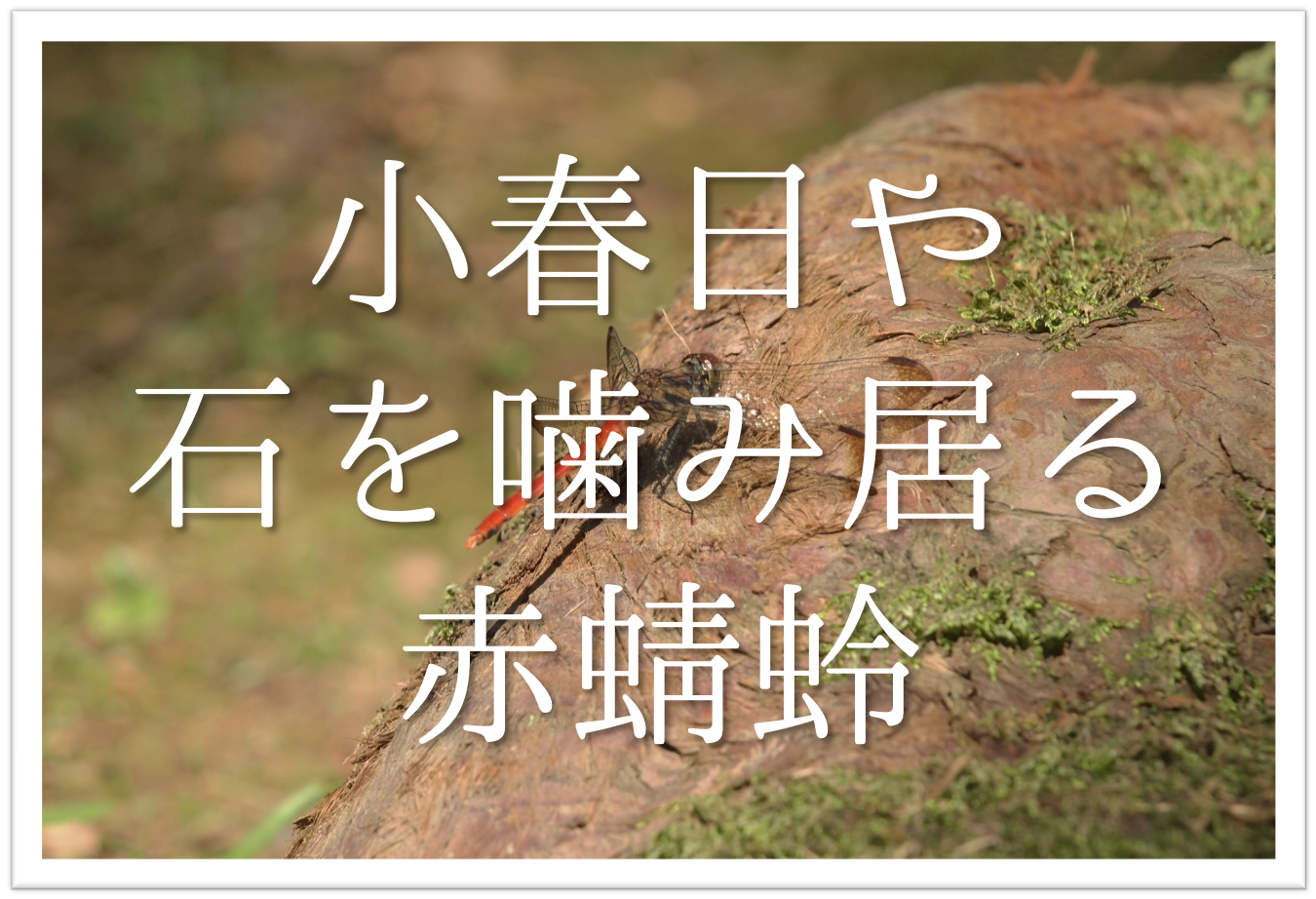 小春日や石を噛み居る赤蜻蛉 俳句の季語や意味 表現技法 鑑賞など徹底解説 俳句の教科書 俳句の作り方 有名俳句の解説サイト