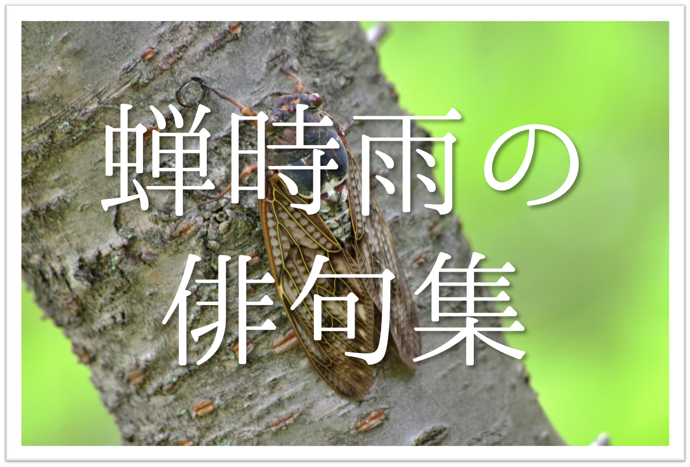 蝉時雨
