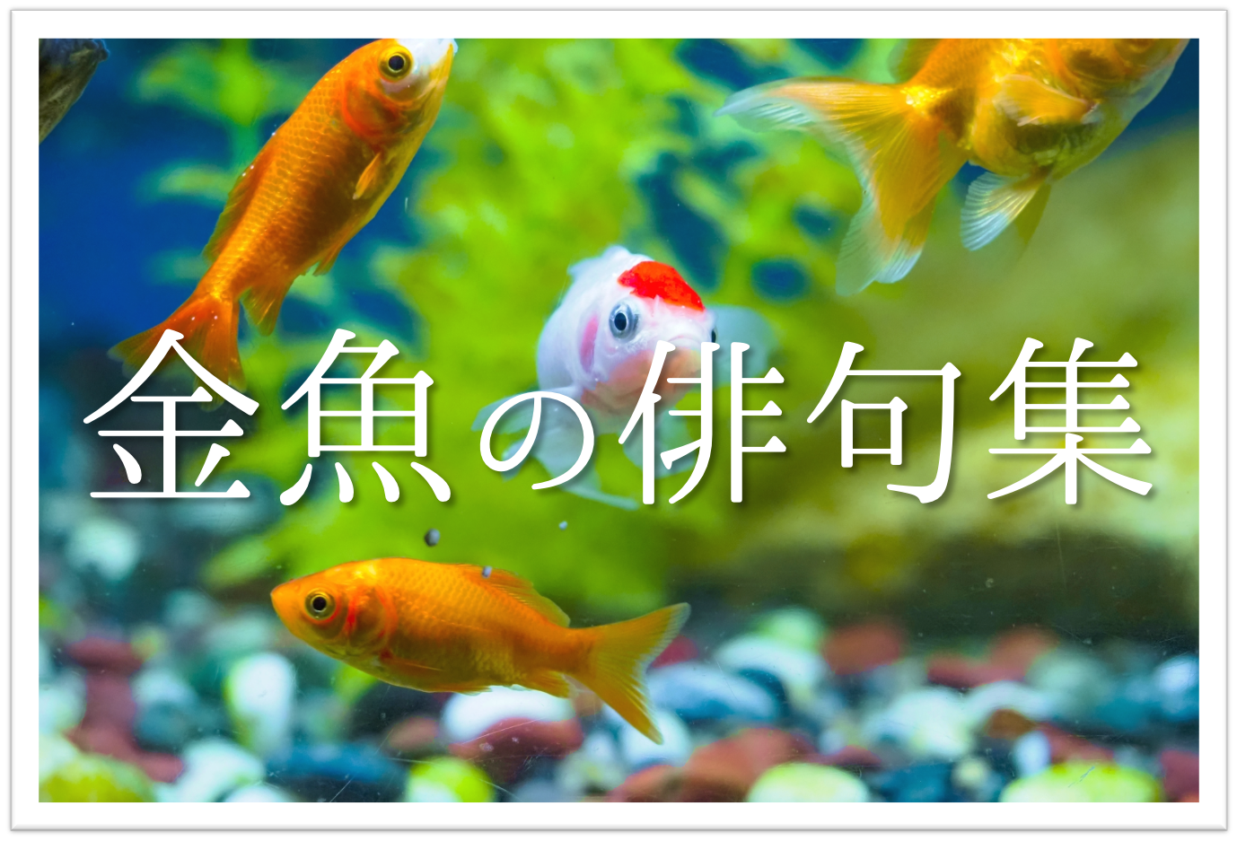 金魚の俳句 選 知っておきたい 季語を含むおすすめ有名