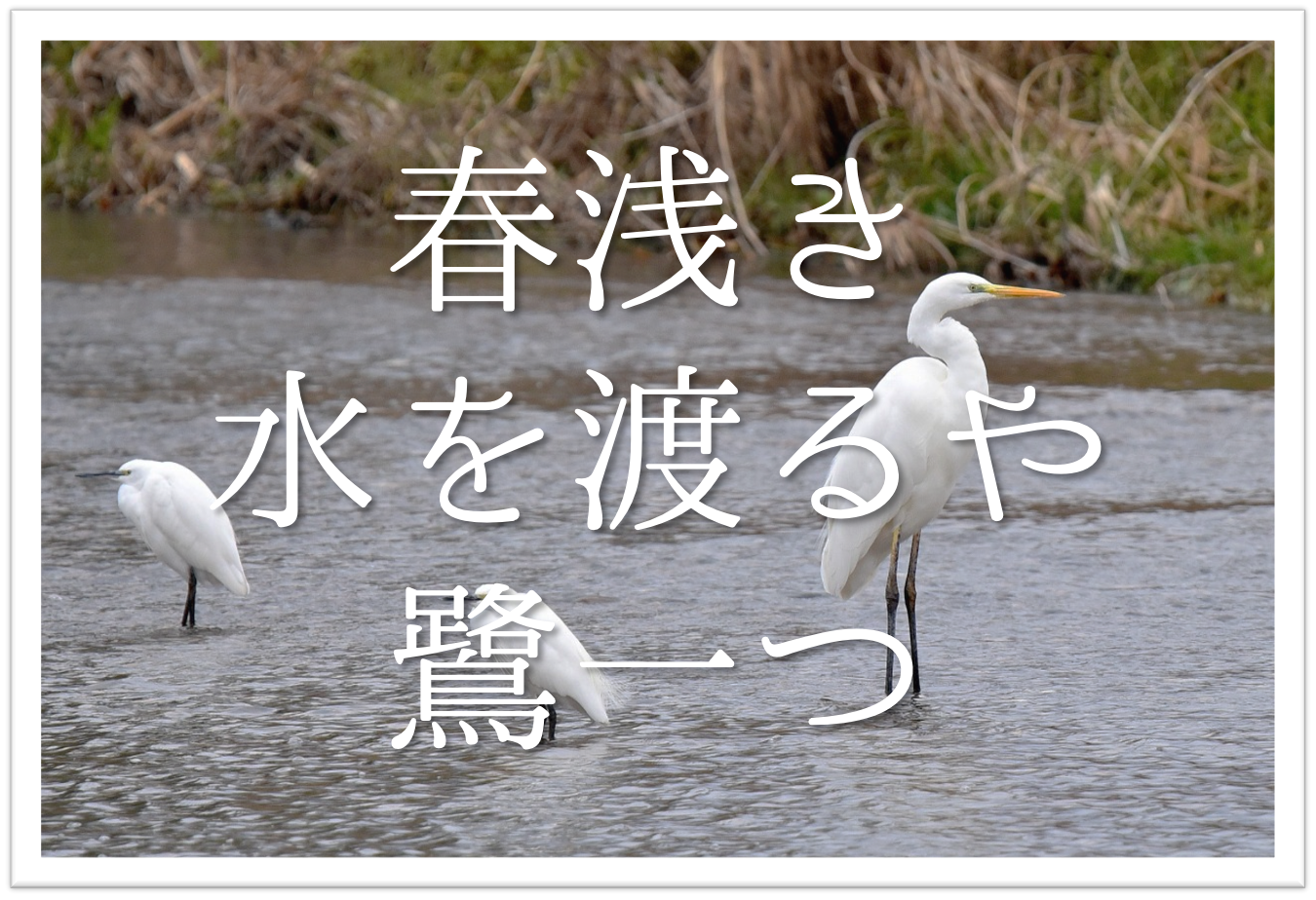 春浅き水を渡るや鷺一つ 俳句の季語や意味 解釈 作者 河東碧梧桐 など徹底解説 俳句の教科書 俳句の作り方 有名俳句の解説サイト