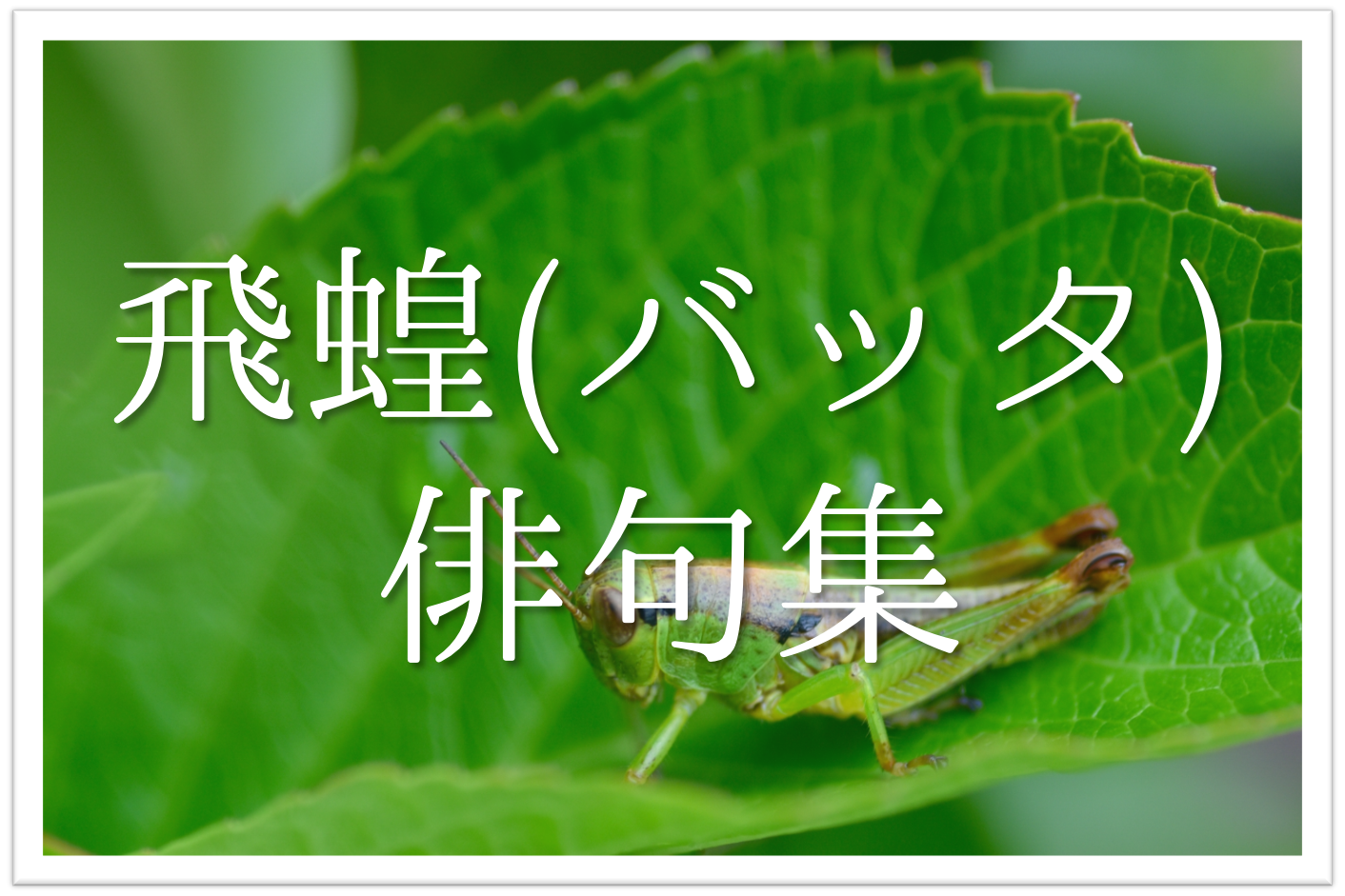 飛蝗 ばった の俳句 選 知っておきたい 季語を含むおすすめ有名