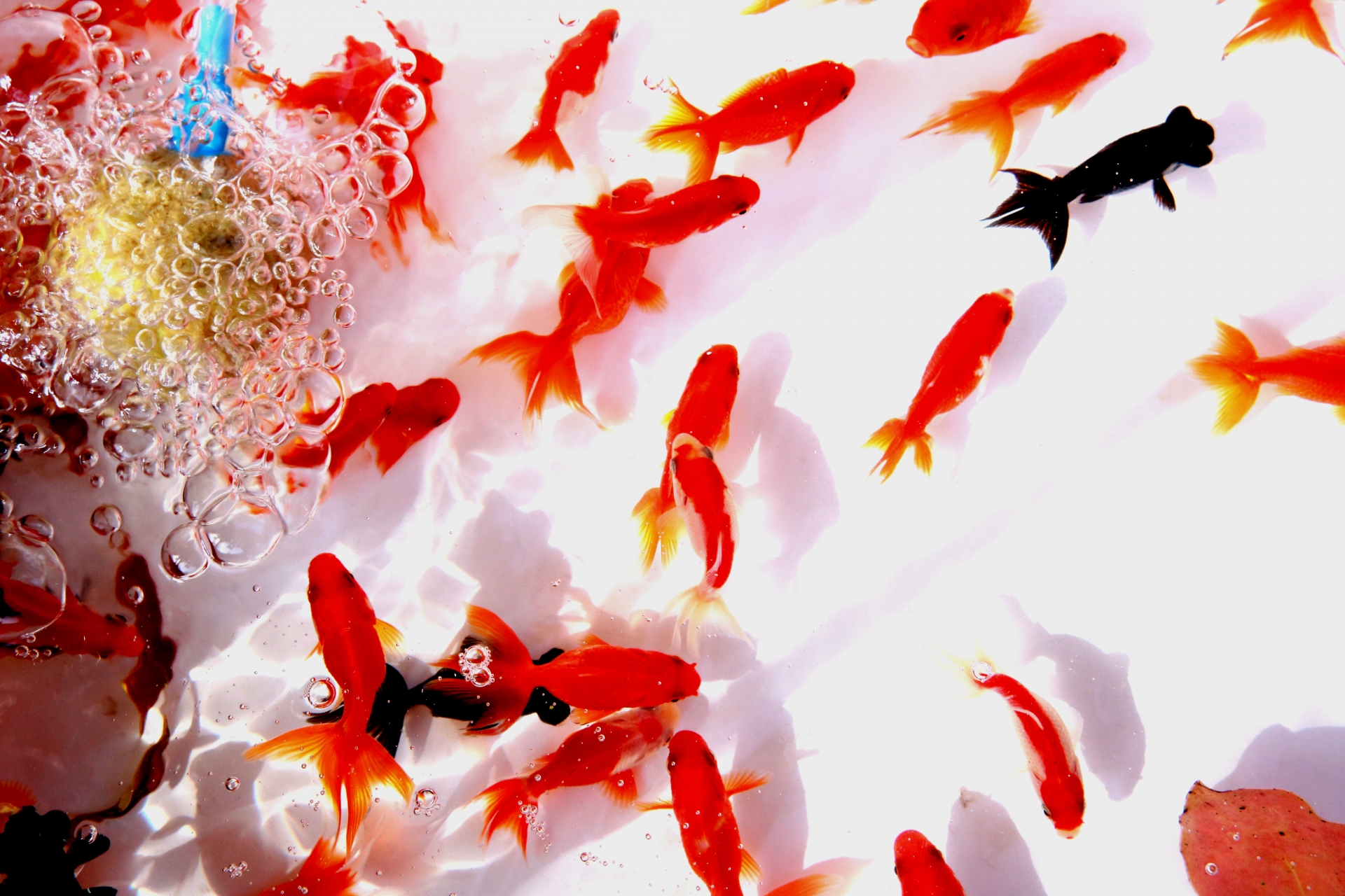金魚の俳句 選 日本の夏の風物詩 金魚に関する季語を含んだ有名 一般俳句例 俳句の教科書 俳句の作り方 有名俳句の解説サイト