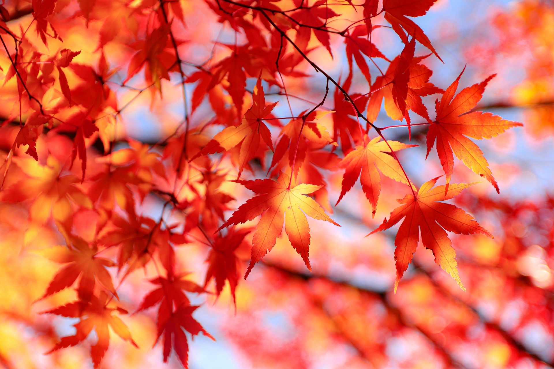 紅葉 もみじ の有名俳句 選 日本の秋の風物詩 季語を含むおすすめ俳句を紹介 俳句の教科書 俳句の作り方 有名俳句の解説サイト