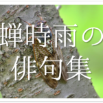 【蝉(せみ)の俳句 40選】小学生向け!!日本の夏を感じさせてくれる有名•一般俳句集