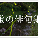 【朝顔の有名俳句 40選】すごく上手い!!季語を含んだおすすめ俳句作品集を紹介!