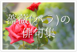 【薔薇(ばら)の俳句 30選】愛と美の象徴!!季語(夏)を含む有名俳人の句＆一般作品を紹介