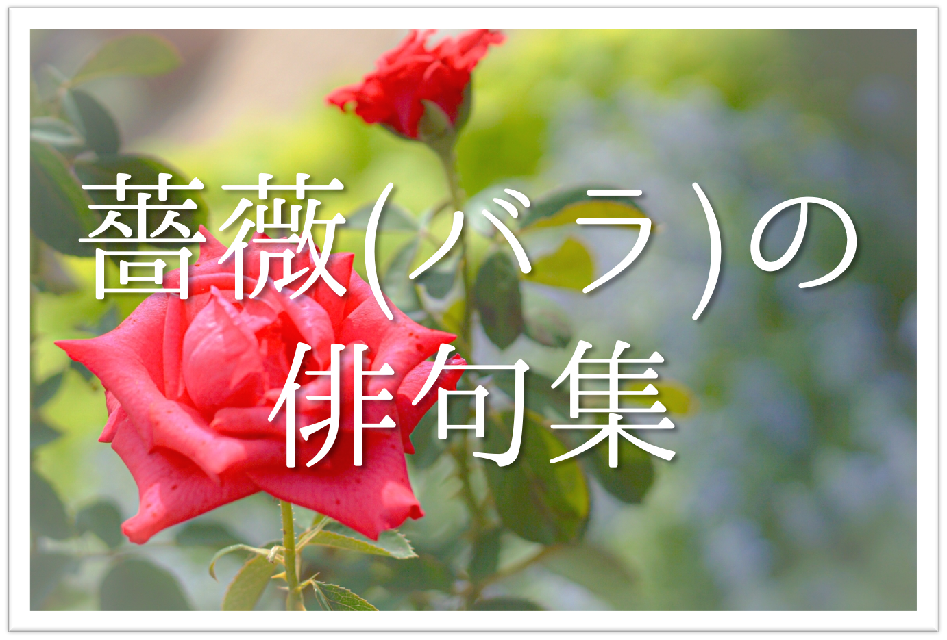 【薔薇(ばら)の俳句 20選】愛と美の象徴!!季語(夏)を含む有名俳人の句＆一般ネタを紹介