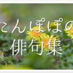 【薔薇(ばら)の俳句 30選】愛と美の象徴!!季語(夏)を含む有名俳人の句＆一般作品を紹介