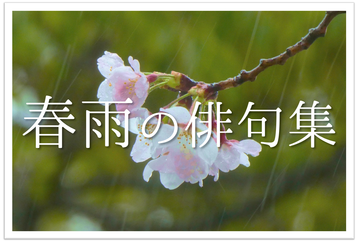 春雨の俳句 選 春の風物詩 春に降る細やかな雨を詠んだ俳句ネタを紹介 俳句の教科書 俳句の作り方 有名俳句の解説サイト