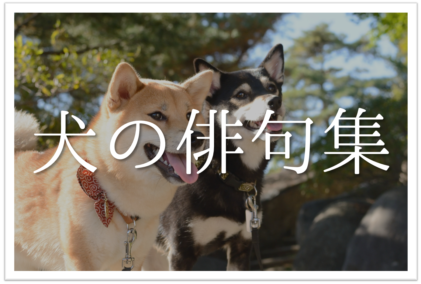 犬をテーマに詠んだ俳句 選 犬好き必見 癒されてしまう俳句ネタ集を紹介 俳句の教科書 俳句の作り方 有名俳句の解説サイト