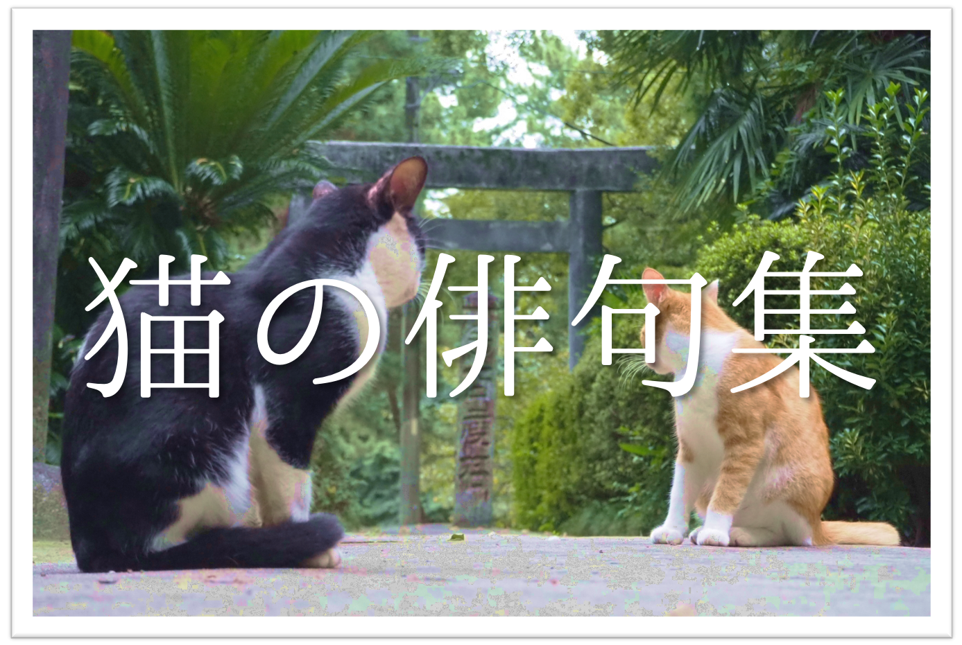 猫をテーマに詠んだ俳句 選 猫好き必見 可愛らしい 面白い俳句を紹介 俳句の教科書 俳句の作り方 有名俳句の解説サイト