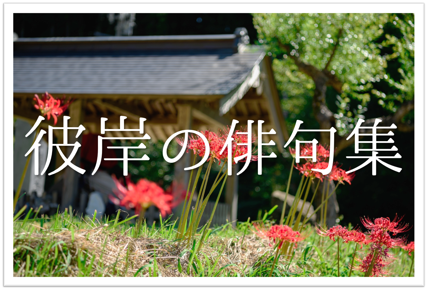 彼岸の俳句 選 春と秋の彼岸 季語を含む有名 一般俳句ネタを紹介 俳句の教科書 俳句の作り方 有名俳句の解説サイト