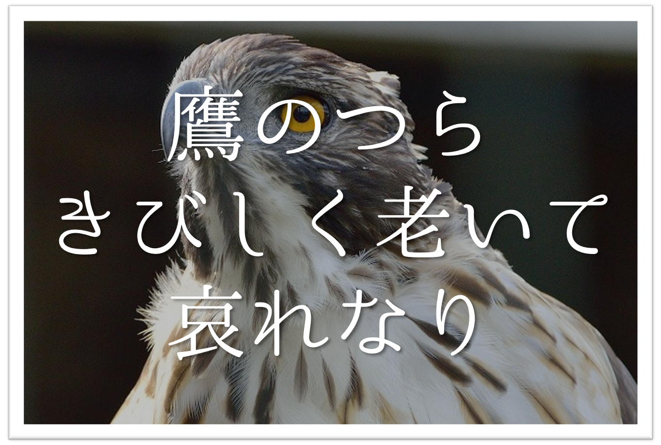 鷹のつらきびしく老いて哀れなり 俳句の季語や意味 表現技法 鑑賞など徹底解説 俳句の教科書 俳句の作り方 有名俳句の解説サイト