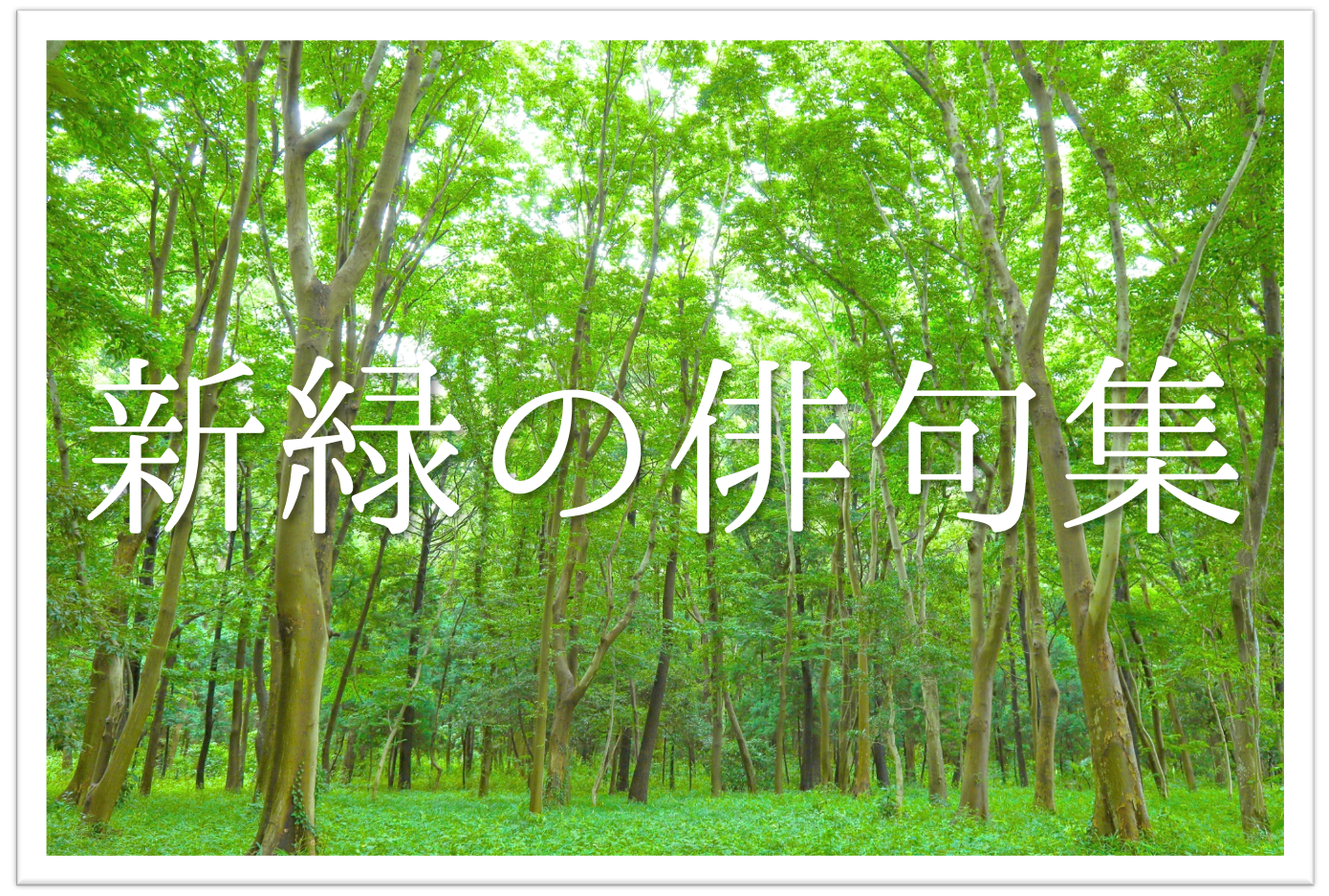 新緑の俳句 選 初夏を感じる 有名俳人の句や一般の方の句をたくさん紹介 俳句の教科書 俳句の作り方 有名俳句の解説サイト