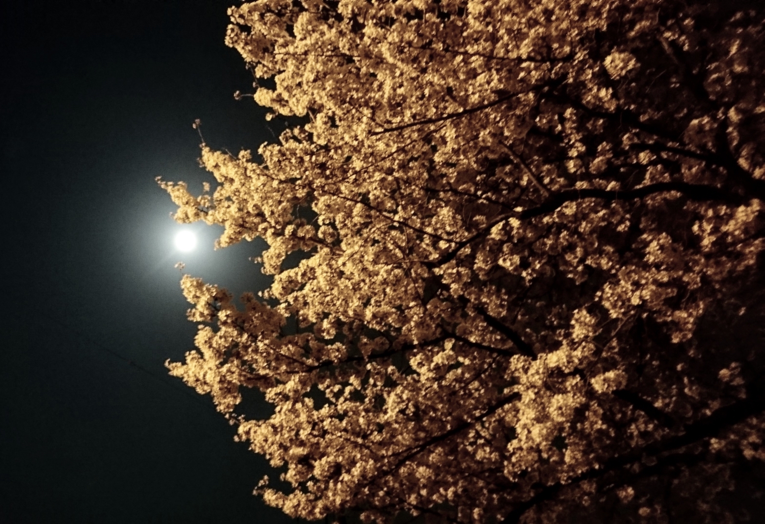 夜桜の俳句 おすすめ選 春の季語 花見の季節に詠みたくなる有名 一般俳句 俳句の教科書 俳句の作り方 有名俳句の解説サイト