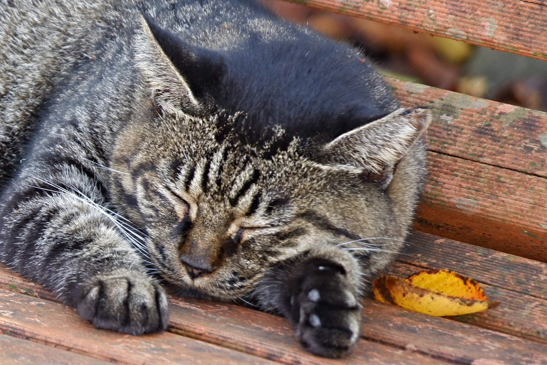 猫をテーマに詠んだ俳句 選 猫好き必見 可愛らしい 面白い俳句を紹介 俳句の教科書 俳句の作り方 有名俳句の解説サイト