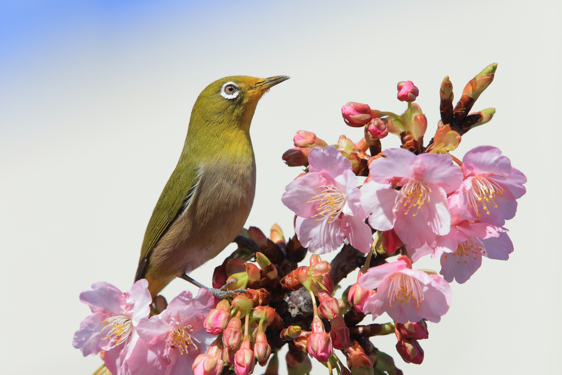 鶯 ウグイス の俳句 選 春の季語 おすすめ有名俳人 一般人の俳句ネタを紹介 俳句の教科書 俳句の作り方 有名俳句の解説サイト