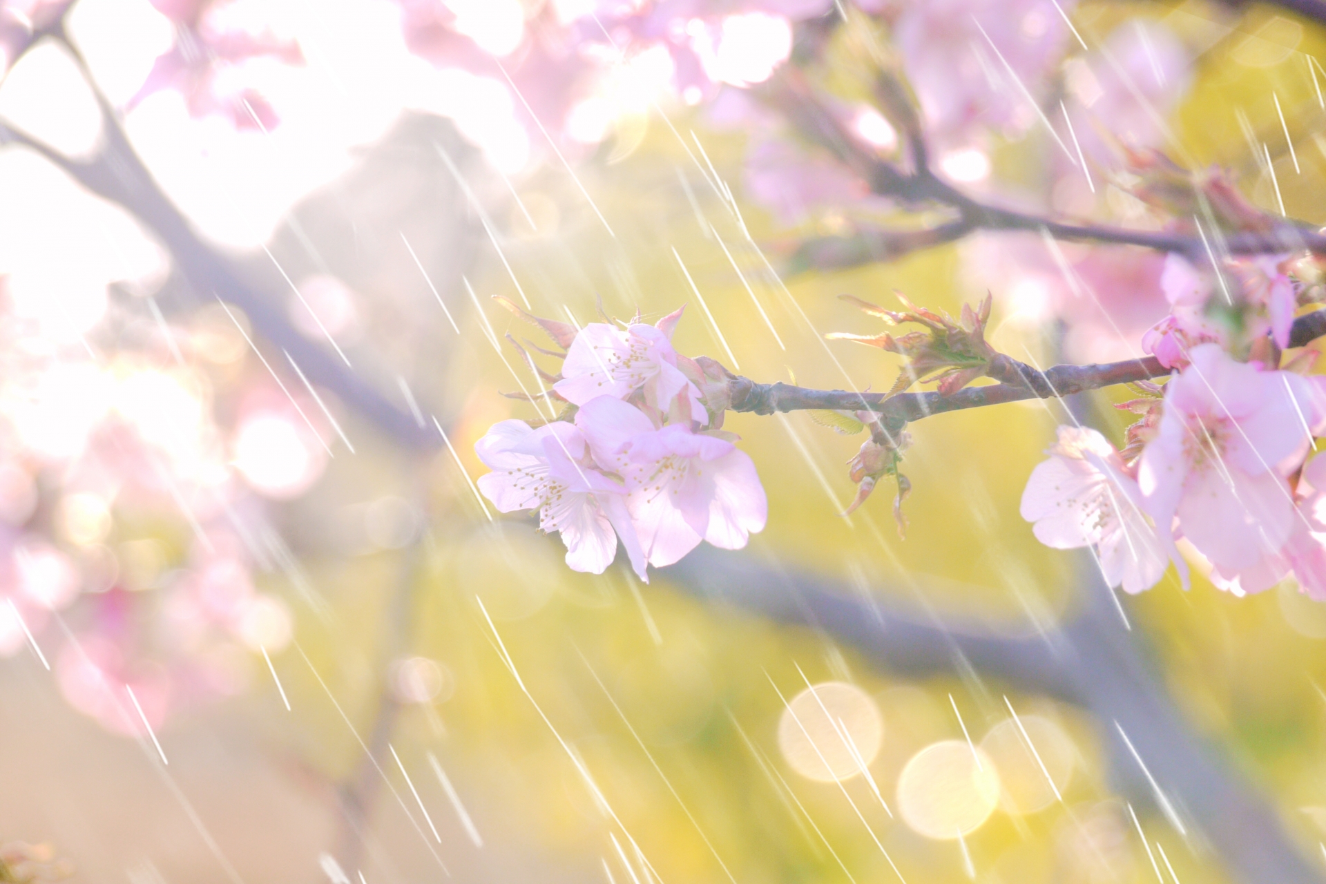 春の 雨 俳句