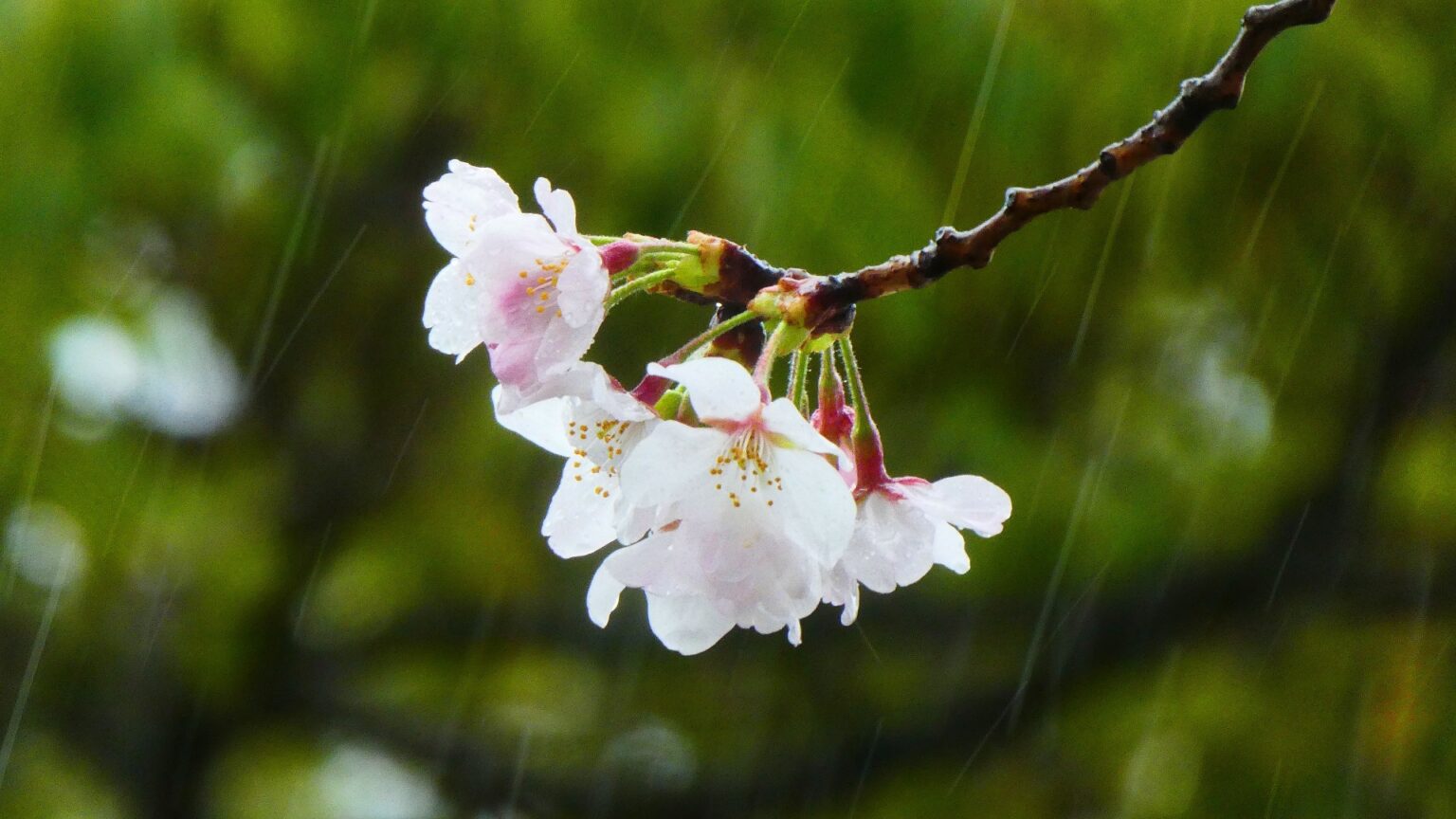 春の 雨 俳句