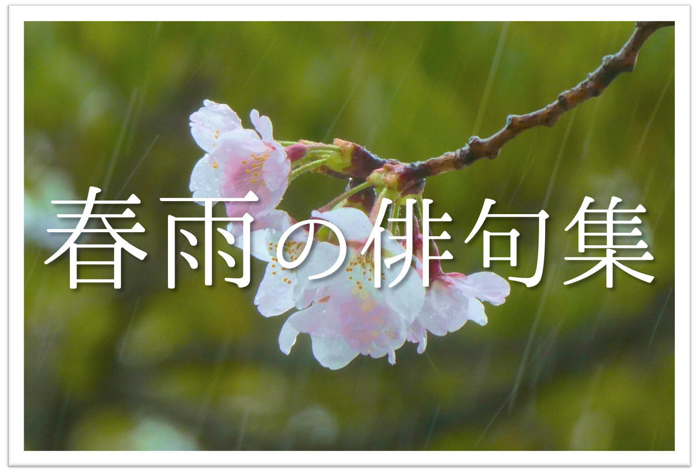 【春雨の俳句 20選】春の風物詩!!春に降る細やかな雨を詠んだ俳句ネタを紹介