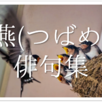 【蝶の有名俳句 30選】春の季語!!羽ばたく姿が美しい蝶々に関する俳句を紹介