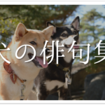【猫をテーマに詠んだ俳句 30選】猫好き必見!!可愛らしい&面白い俳句を紹介